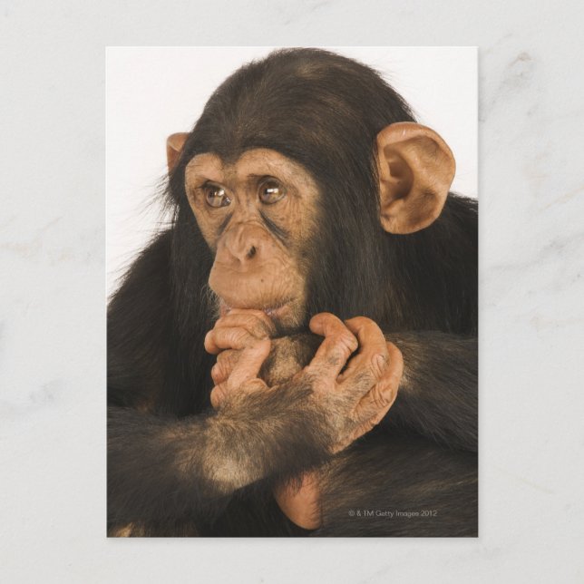 Postal Chimpanzee (Pan troglodytes). Jugador joven 2 (Anverso)