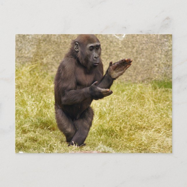 Postal Chimpanzee Postcard (Anverso)