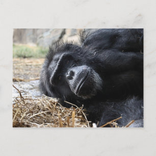 Postal Chimpanzee Postcard