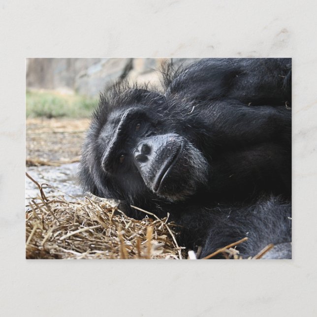 Postal Chimpanzee Postcard (Anverso)