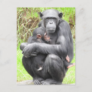 Postal Chimpanzee Postcard