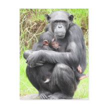 Chimpanzee Postcard