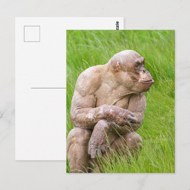 Postal Chimpanzee sin pelo (Anverso / Reverso)
