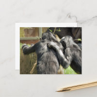 CHIMPANZEES