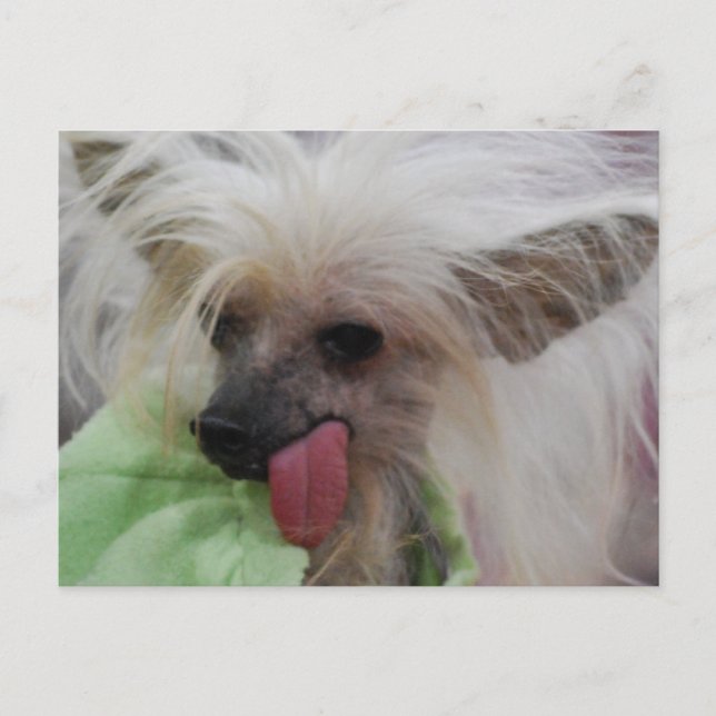Postal china de perro sin pelo (Anverso)