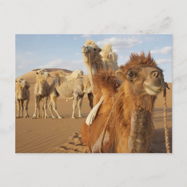 Postal China, Mongolia Interior, Desierto de Badain Jaran (Anverso)