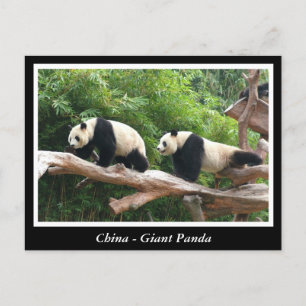 Postal China - Panda gigante