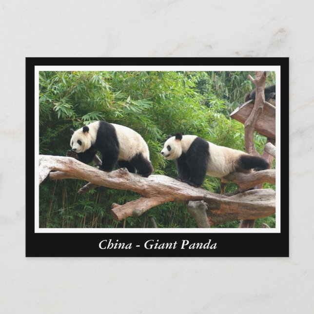 Postal China - Panda gigante (Anverso)