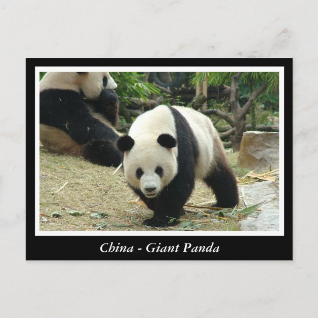 Postal China - Panda gigante (Anverso)