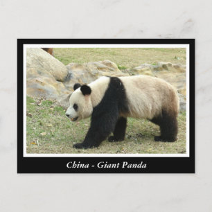 Postal China, panda gigante