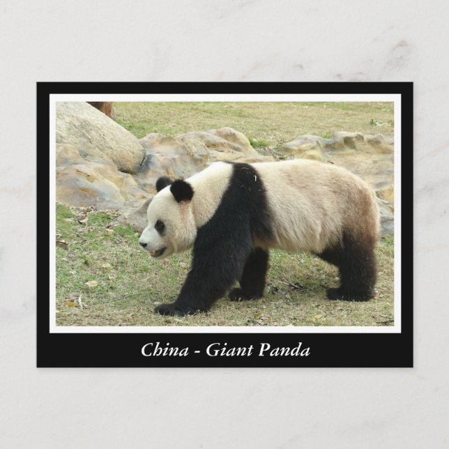 Postal China, panda gigante (Anverso)
