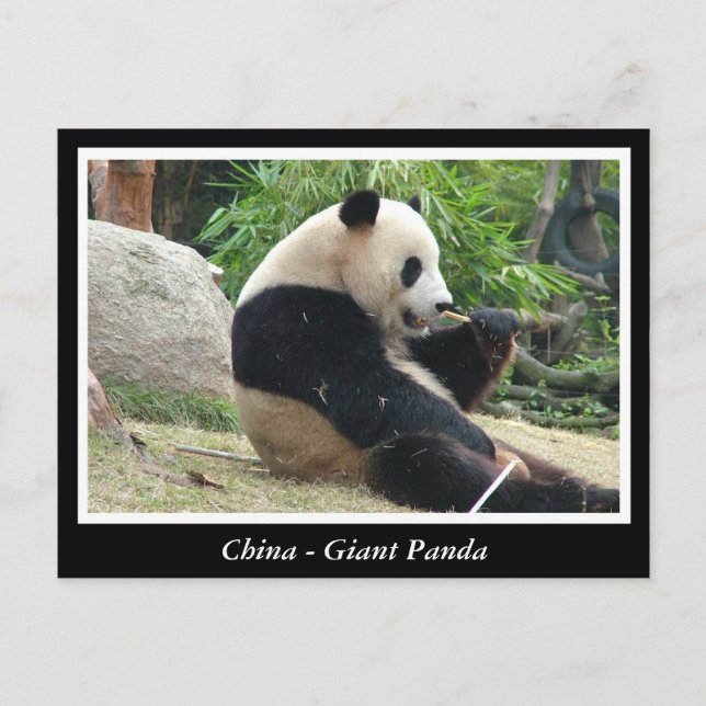 Postal China - Panda gigante (Anverso)