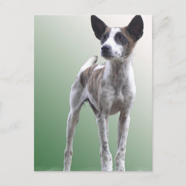 Postal china para mostrar perro (Anverso)