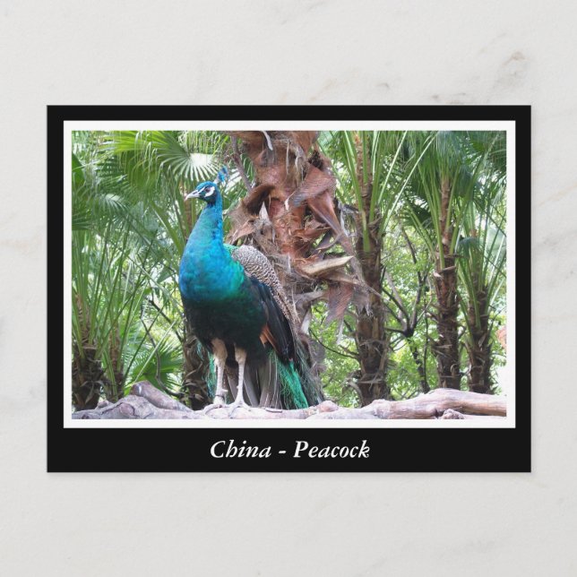 Postal China, pavo real (Anverso)