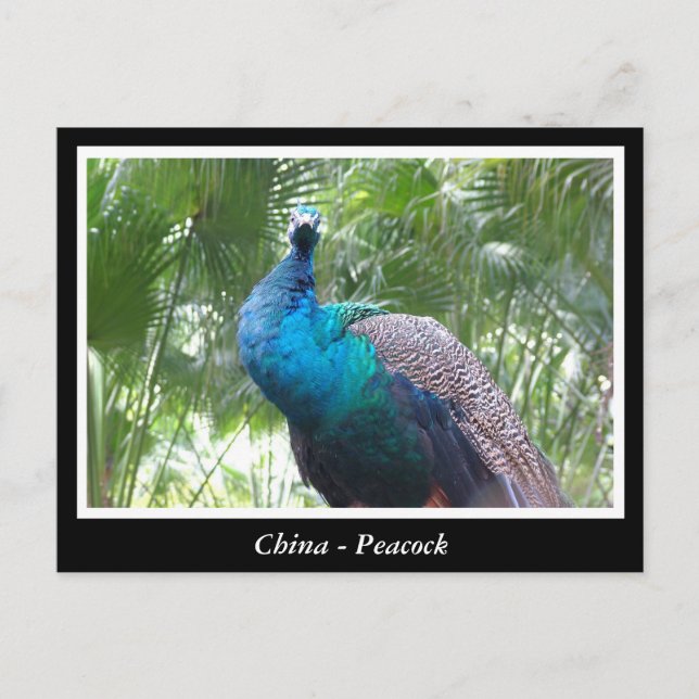 Postal China, pavo real (Anverso)