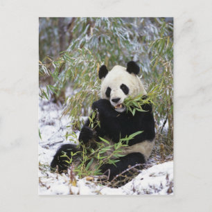Postal China, provincia de Sichuan. El panda gigante se a