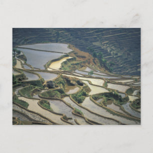 Postal China, provincia de Yunnan. Arrozales inundados de