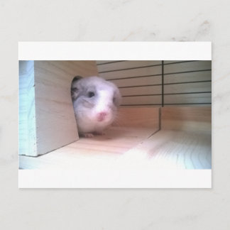 Postal Chinchilla, animales