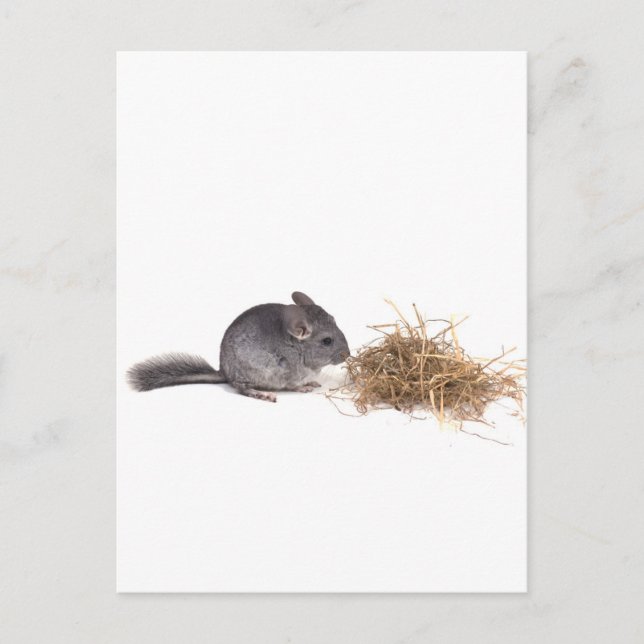 Postal chinchillas (Anverso)