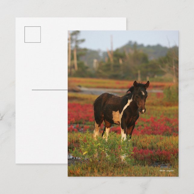 Postal Chincoteague Fotograma En Flores Rojas (Anverso / Reverso)