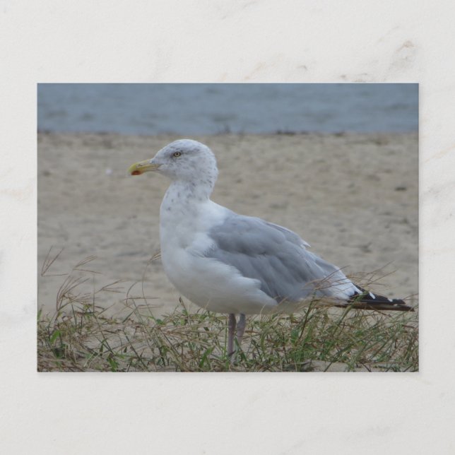 Postal Chincoteague Gull (Anverso)