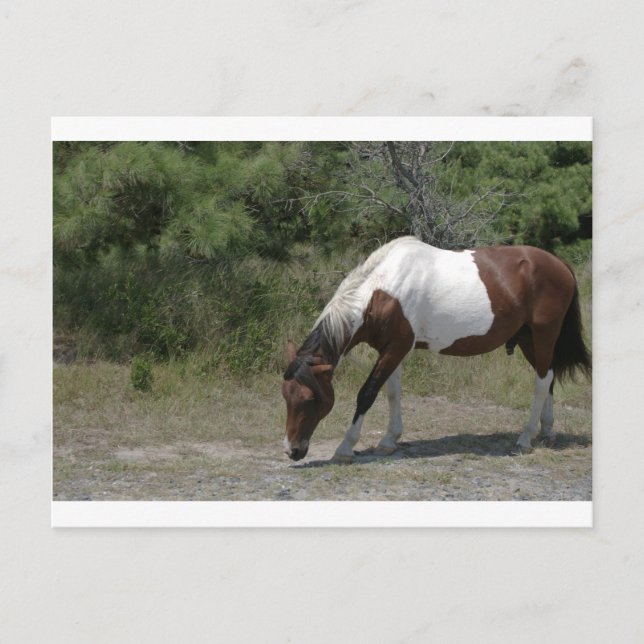Postal Chincoteague Pony (Anverso)
