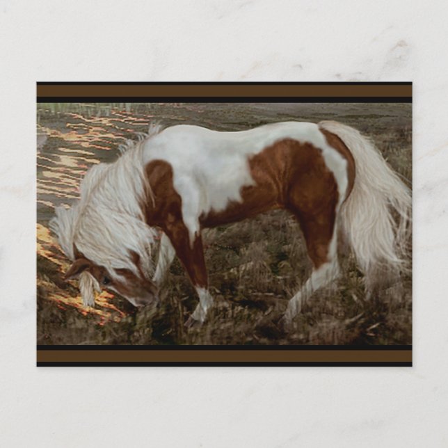 Postal Chincoteague Pony PC (Anverso)