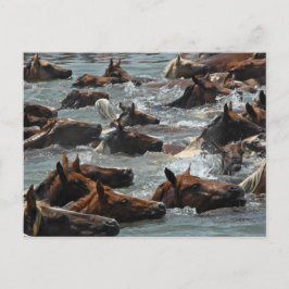 Postal Chincoteague Pony Swim