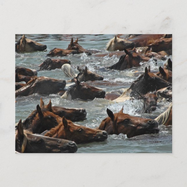 Postal Chincoteague Pony Swim (Anverso)