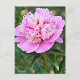 Postal Chinese Peony [Postcard] ポストカード