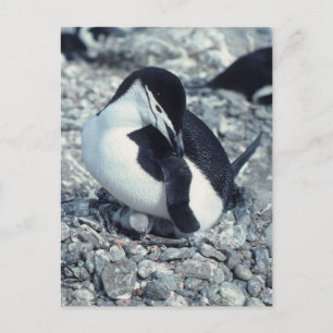 Postal Chinstrap Penguin