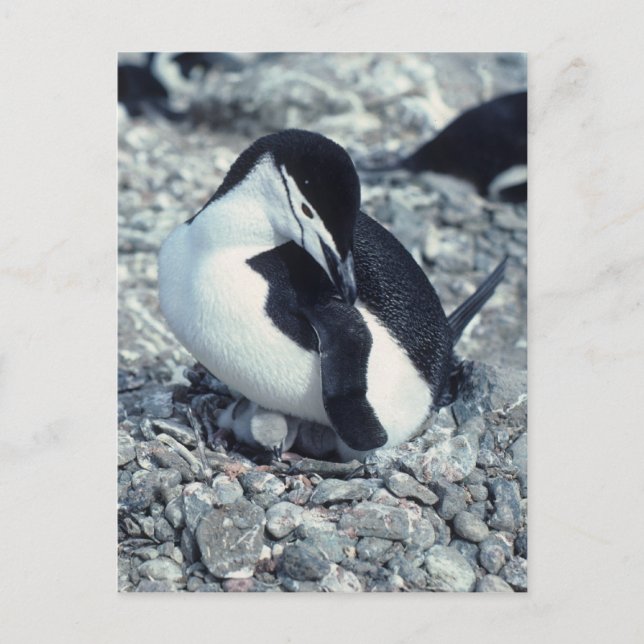 Postal Chinstrap Penguin (Anverso)