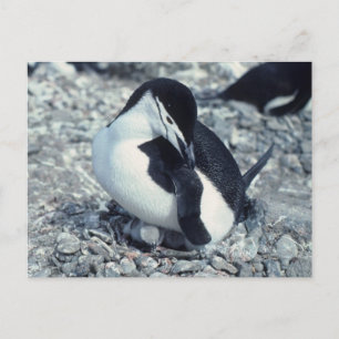 Postal Chinstrap Penguin