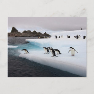 Postal Chinstrap Penguins