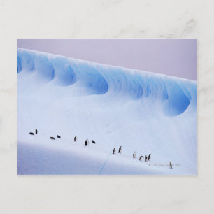 Postal Chinstrap Penguins   Islas Orkney del Sur