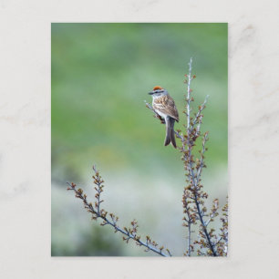 Postal Chip Sparrow