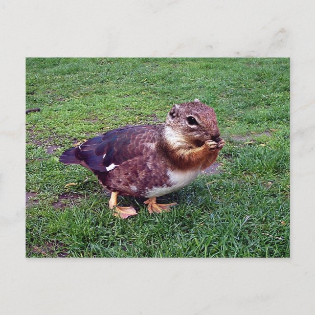 Postal Chipduck (Anverso)