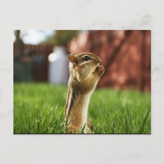 Postal Chipmun Praying (Anverso)
