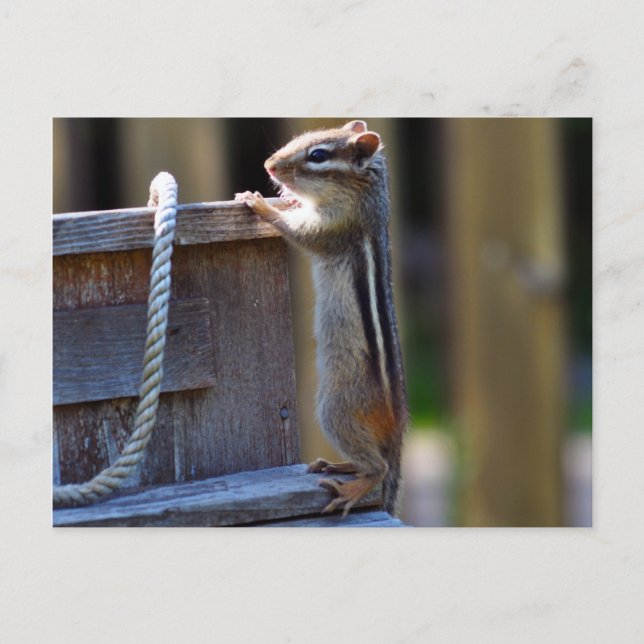 Postal Chipmunk (Anverso)