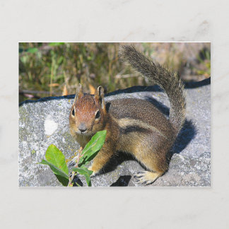 Postal Chipmunk