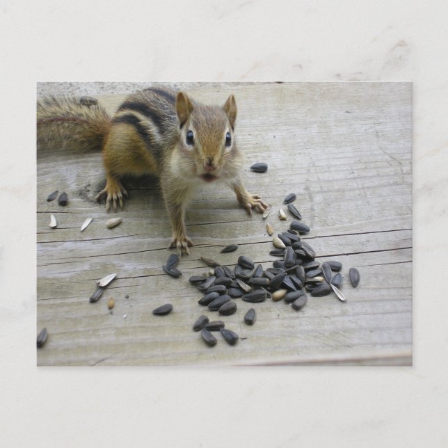 Postal Chipmunk (Anverso)