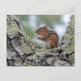 Postal Chipmunk
