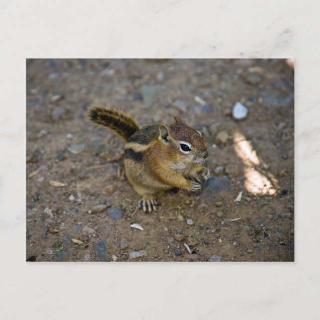 Postal Chipmunk (Anverso)