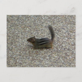 Postal Chipmunk
