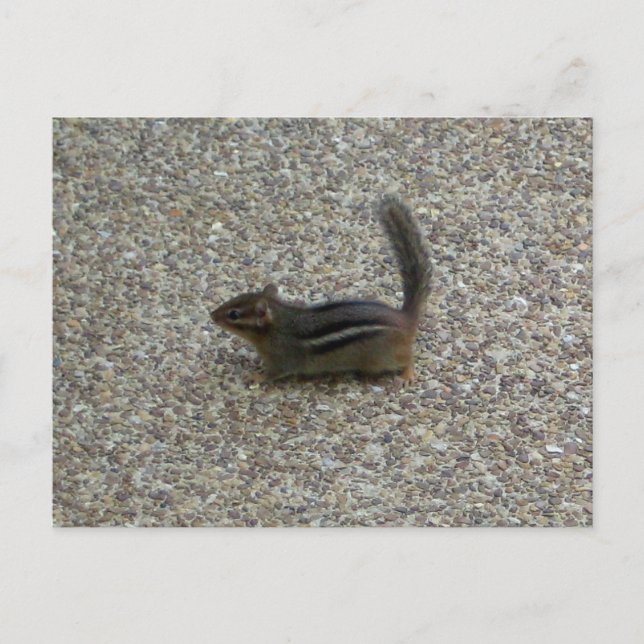 Postal Chipmunk (Anverso)