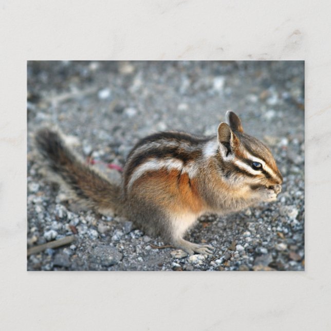 Postal Chipmunk (Anverso)