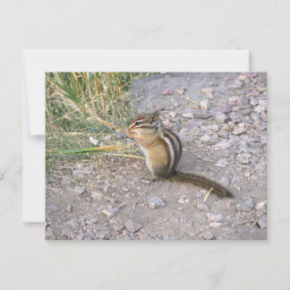 Postal Chipmunk