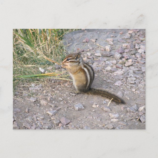 Postal Chipmunk (Anverso)