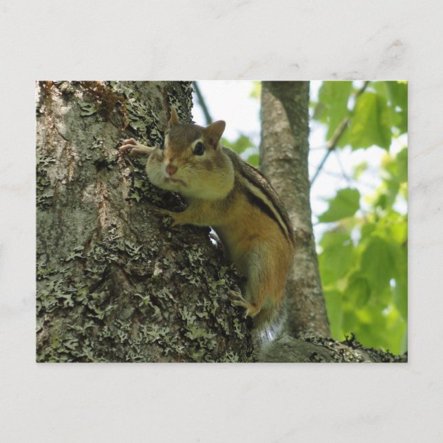 Postal Chipmunk (Anverso)