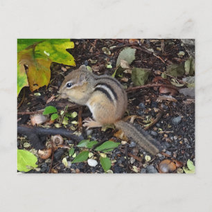 Postal Chipmunk #2